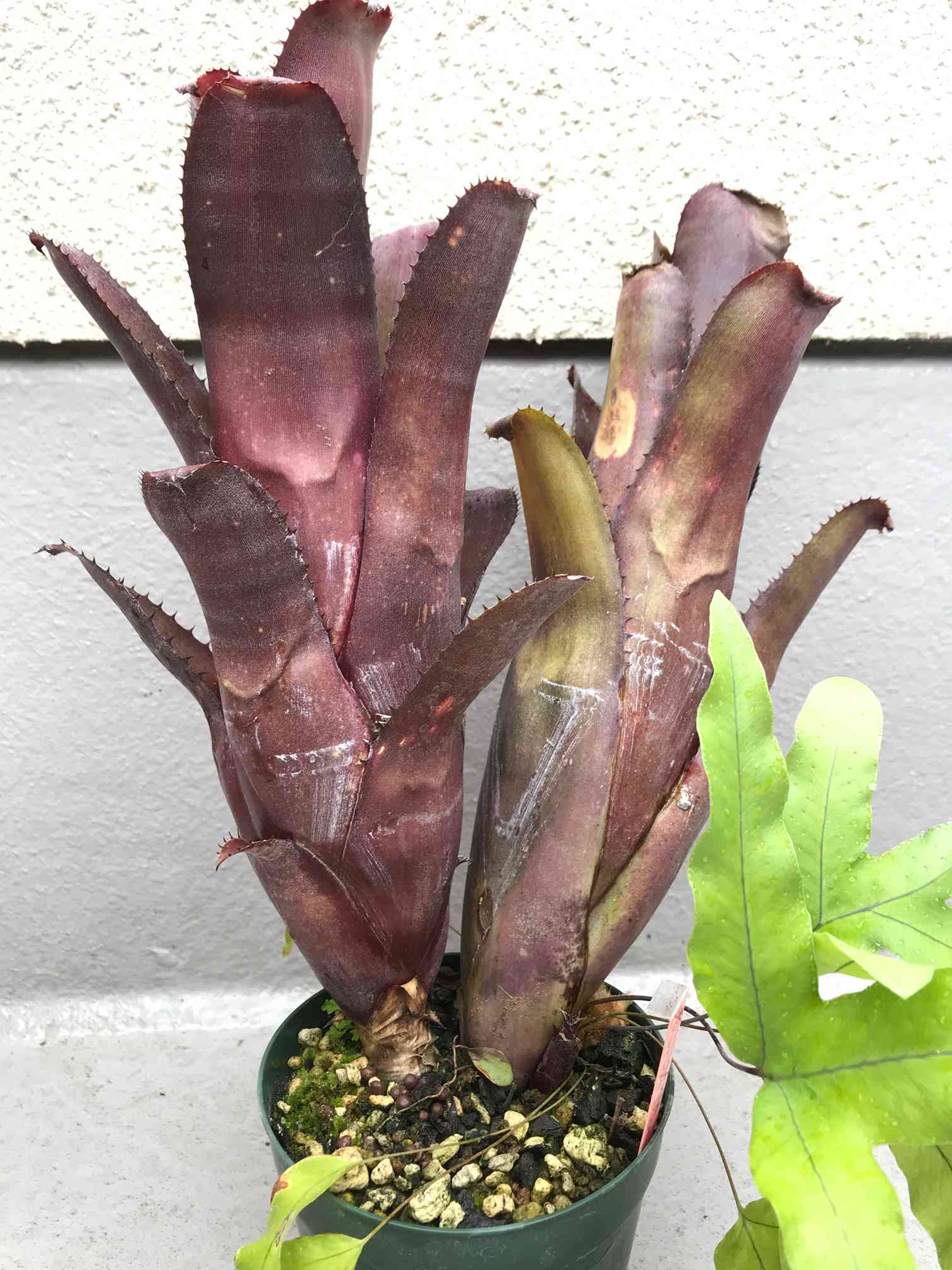 タンクブロメリア(ビルベルギア)のまとめ｜🍀GreenSnap