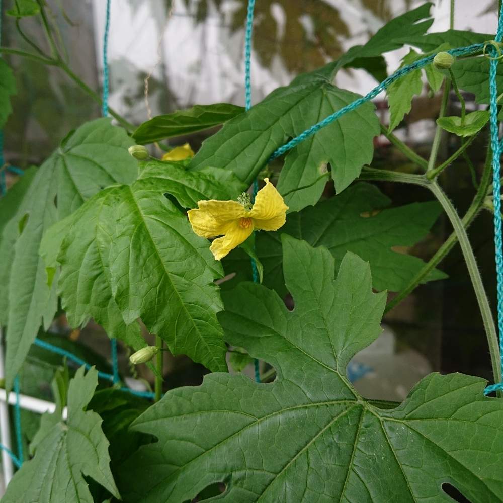 ゴーヤの投稿画像 By ぽんちきさん ベランダグリーンカーテンと人工受粉とおうち園芸とグリーンガーデンと受粉と雌雄 月6月14日 Greensnap グリーンスナップ