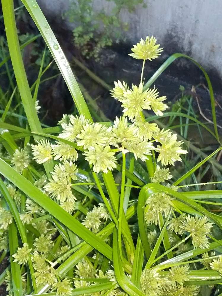 カヤツリグサの投稿画像 By いーさん 道端とお散歩中 月6月14日 Greensnap グリーンスナップ