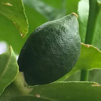 レモン苗 の投稿画像一覧 Greensnap グリーンスナップ