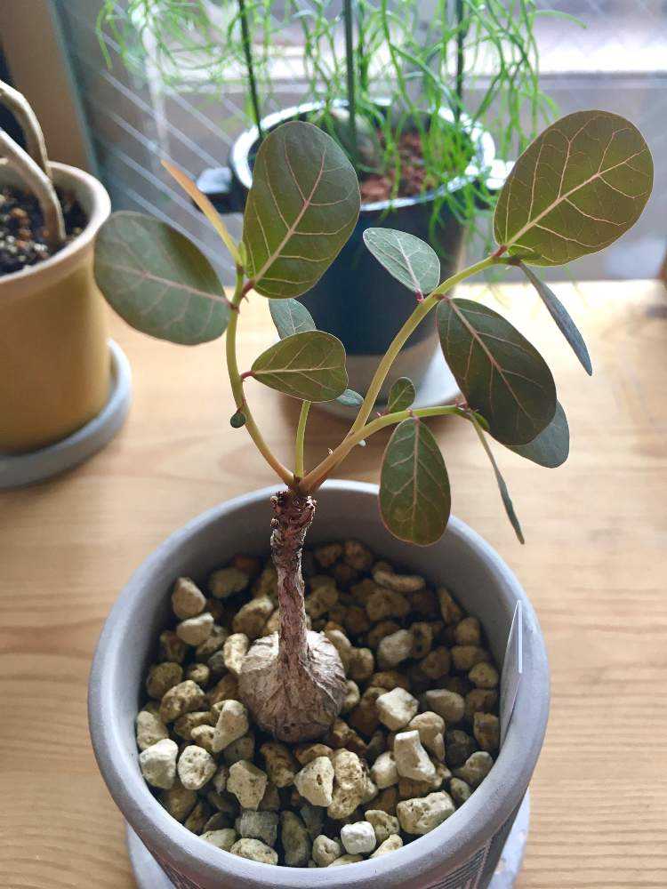 フィランサスミラビリス｜🍀GreenSnap（グリーンスナップ）