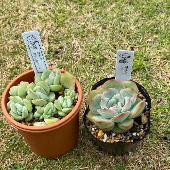 花うらら ラウイ の投稿画像一覧 Greensnap グリーンスナップ