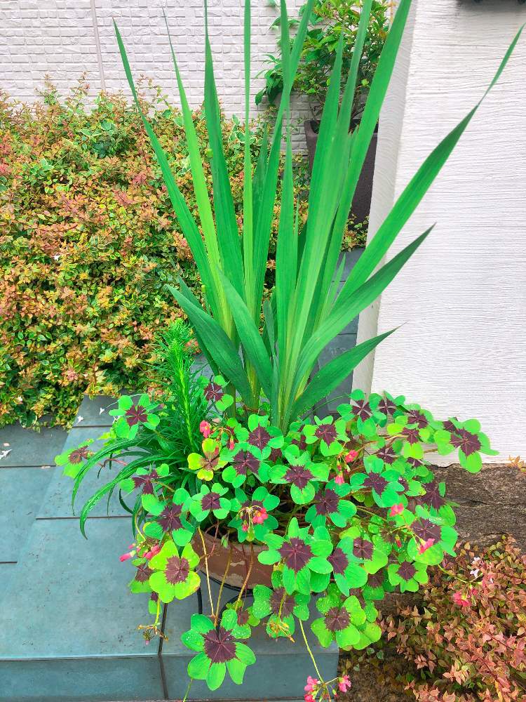 グラジオラスの投稿画像 By くらすけさん リアトリスとオキザリス デッペイと玄関とおうち園芸とおうち園芸 月6月14日 Greensnap グリーンスナップ Greensnap グリーンスナップ