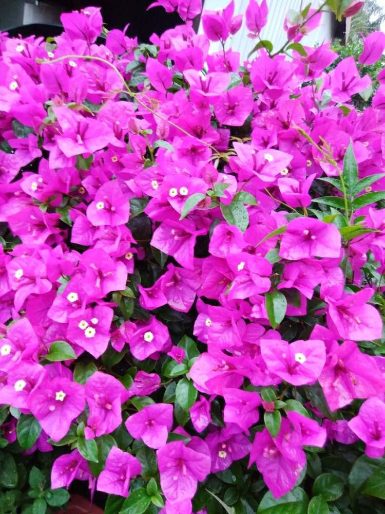 ブーゲンビリアの投稿画像 By ハッピーさん 花大好きとブーゲンビリア と鮮やかなピンク色と梅雨の花とガーデニングと花のある暮らしと我が家の花便りと地植え 月6月14日 Greensnap グリーンスナップ