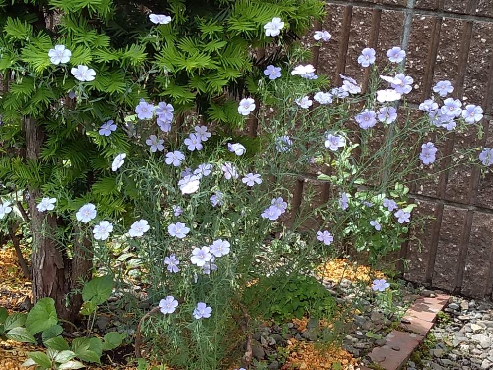 宿根アマの投稿画像 By Emiさん 小さな庭と花のある暮らしと北海道と北向きガーデンと地植えと札幌と花のある暮らしと北海道と北向きガーデンと地植えと札幌 月6月14日 Greensnap グリーンスナップ Greensnap グリーンスナップ