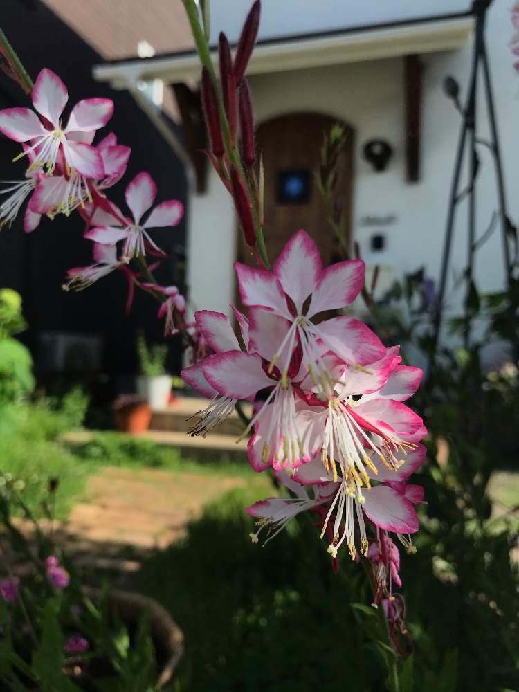 ガウラの投稿画像 By とんかちおじさんさん ガウラ サマーブリーズと岩手県とおうち園芸とビタミン Fと おうち園芸と花のある暮らしと ビタミンfと地植えと庭の宿根草 月6月14日 Greensnap グリーンスナップ