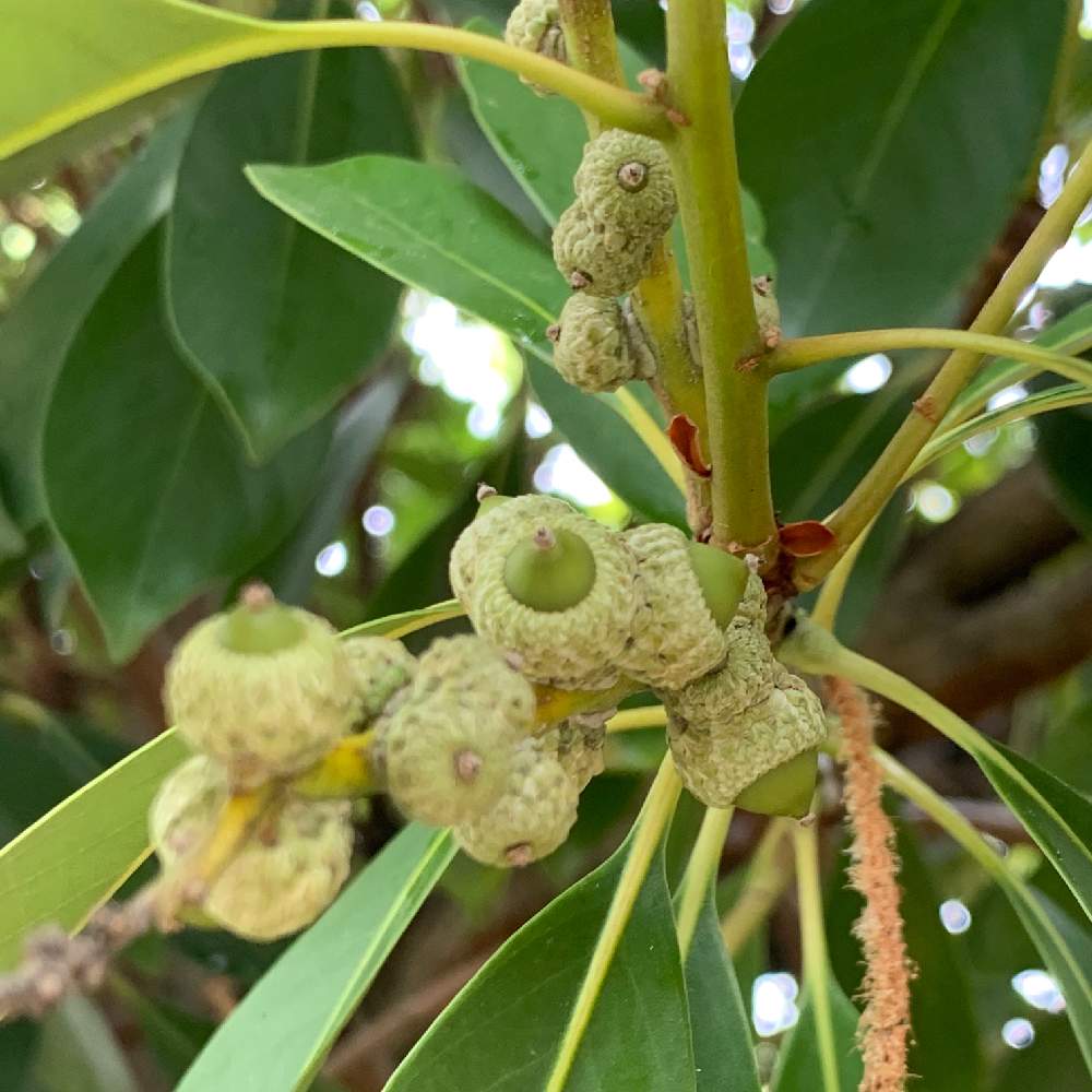 どんぐりの投稿画像 By Okavangoさん ドングリの実と団栗 どんぐり と夏 Osakaと緑 みどり グリーンと夏が来た かも 月6月14日 Greensnap グリーンスナップ