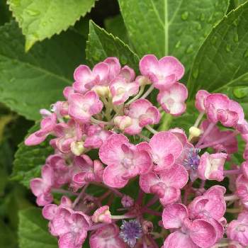 アジサイ ポップコーンの投稿画像一覧 Greensnap グリーンスナップ