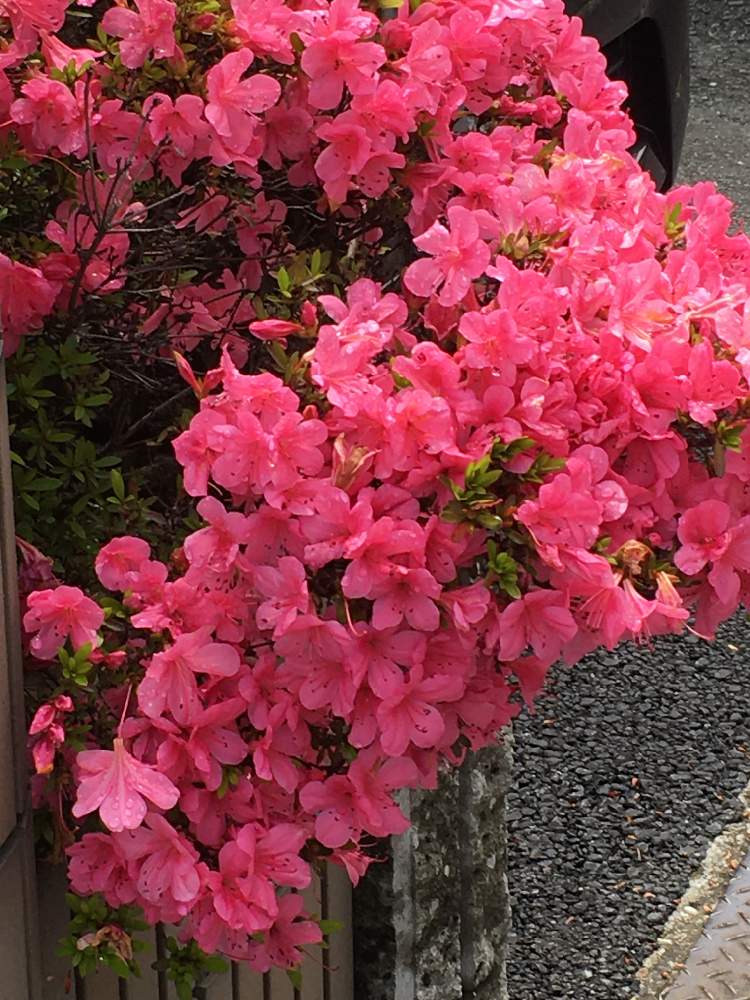 ツツジの投稿画像 By Manabeさん ツツジ科とツツジ科ツツジ属と濃いピンクの花とツツジ属 月6月14日 Greensnap グリーンスナップ