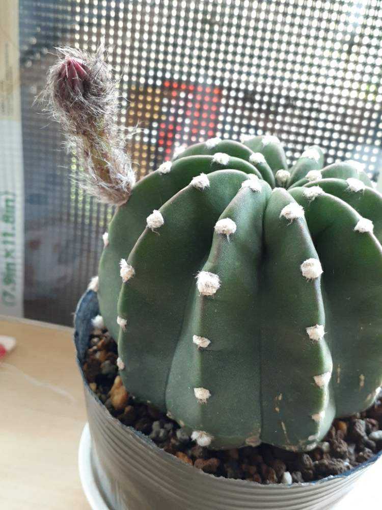 刺無し短毛丸のつぼみから開花までの記録｜🍀GreenSnap（グリーン