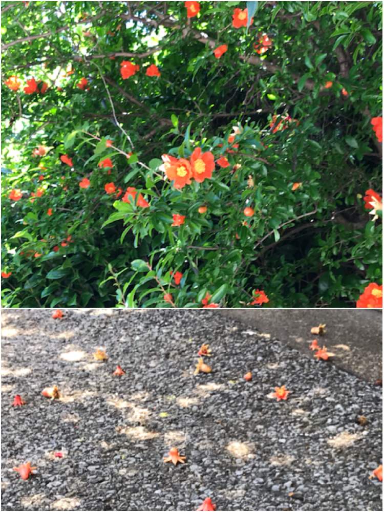 ザクロの投稿画像 By 檀 Mayumiさん タコさんウインナーのような花と凄いとご近所さん 月6月14日 Greensnap グリーンスナップ