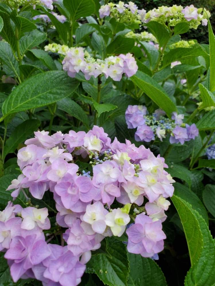 アジサイ コサージュの投稿画像 By フルリルさん 花のある暮らしとあじさい大好きと家裏の宿根草庭 月6月14日 Greensnap グリーンスナップ