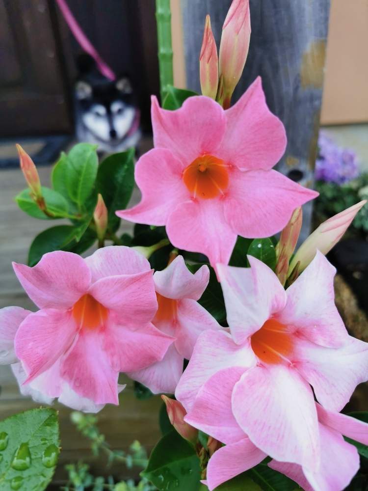 サンパラソルの投稿画像 By Konaさん サントリーフラワーズとピンクの花とおうち園芸 月6月14日 Greensnap グリーンスナップ