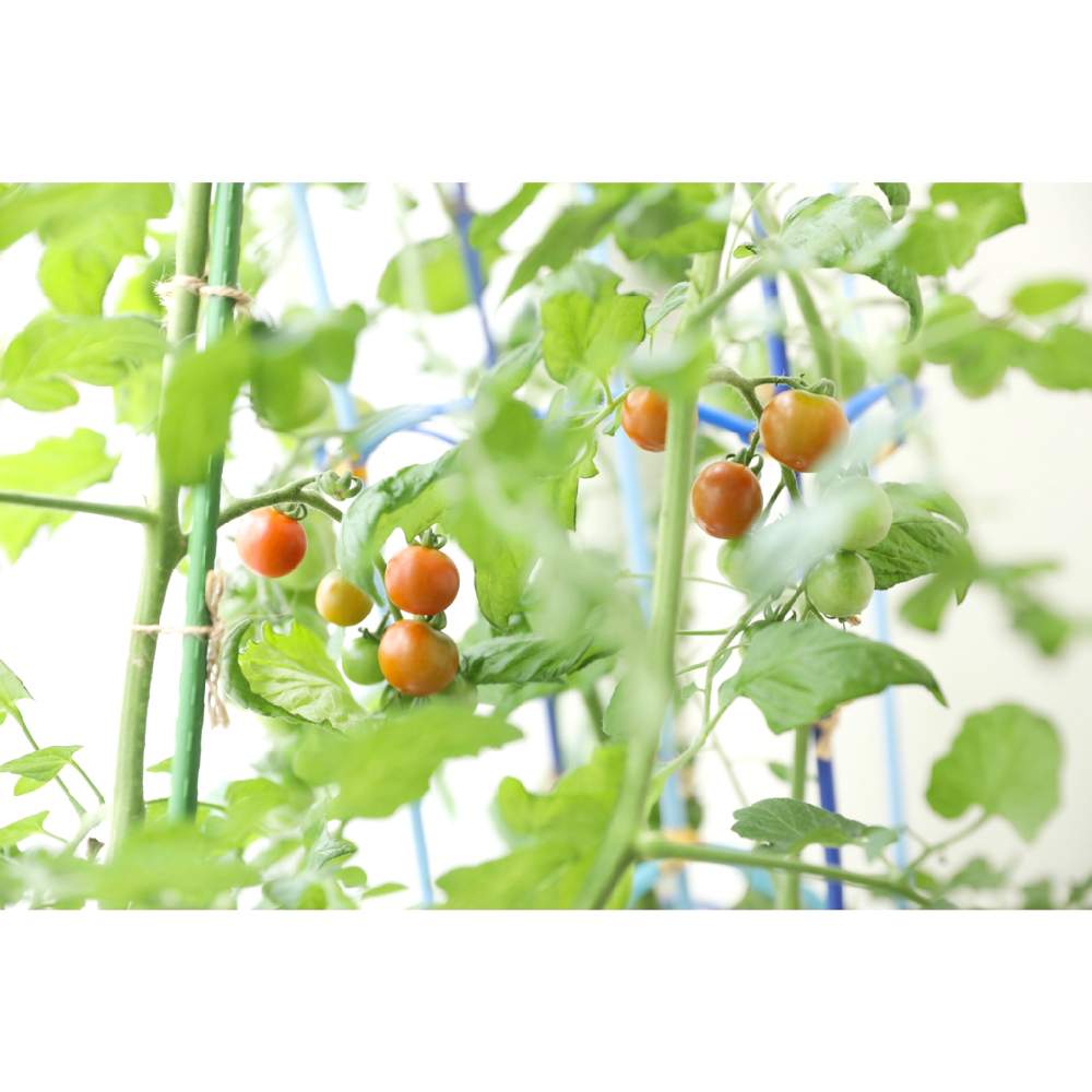 ミニトマトの投稿画像 By Casha Cashaさん バルコニー ベランダとおうちde菜園フォトコンとおうちde菜園とハイポニカとおうち園芸とトマト栽培と水耕栽培ときょうのベランダとおうちde菜園フォトコンとおうちde菜園とハイポニカとおうち園芸とトマト栽培と水耕栽培と