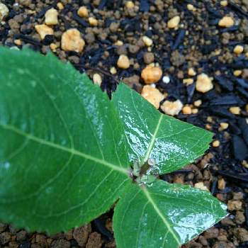 キキョウの投稿画像一覧 Greensnap グリーンスナップ