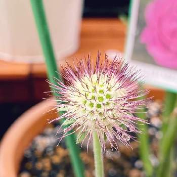 スカビオサ ピンクレースの投稿画像一覧 Greensnap グリーンスナップ