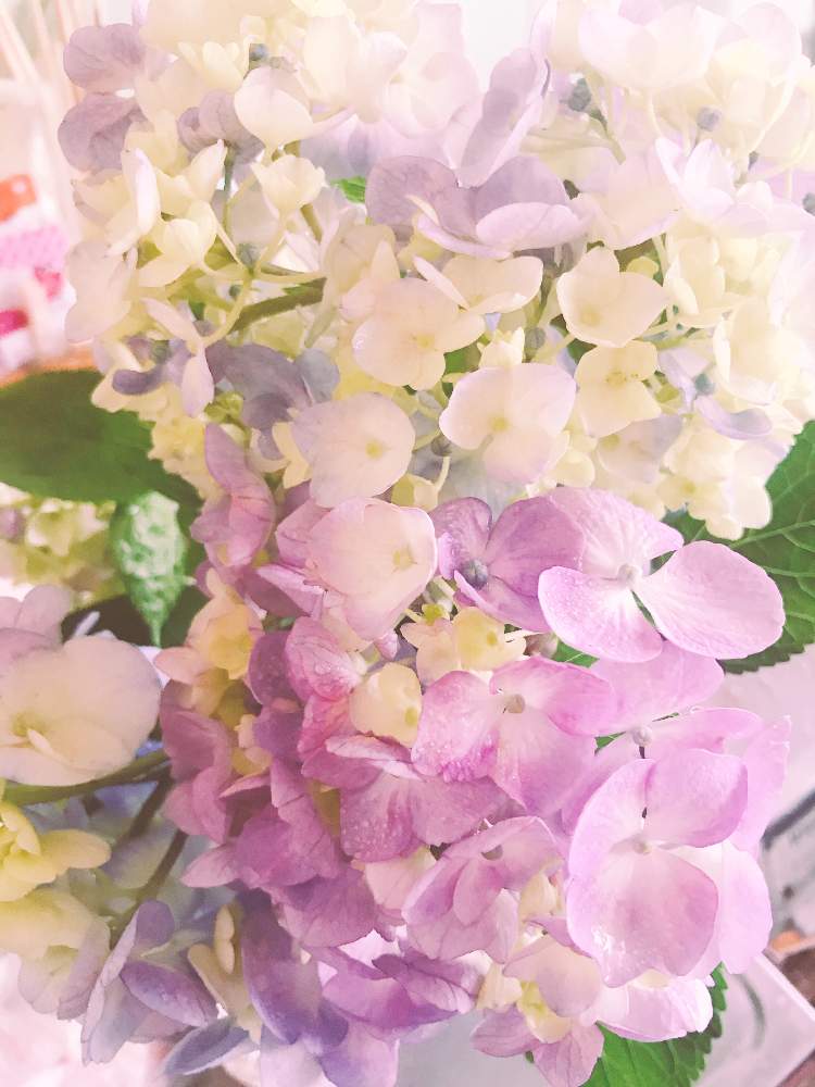 紫陽花 あじさい アジサイの投稿画像 By Yukoさん ドライフルーツのある暮らしとドライフラワー大好きとドライフラワーのある暮らしとおうち園芸と手作りドライフルーツとリフレッシュして 元気になる 花 飾りフォトコンテストとお花のある生活とドライフラワー好き