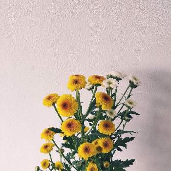 カリメロの画像 by まみたんさん | 部屋とカリメロとハナノヒと花のある暮らし