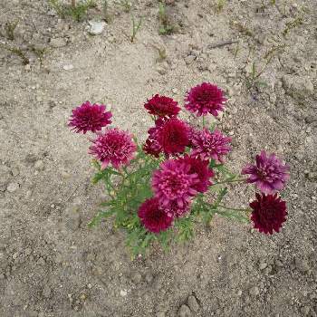 元気が出る色の投稿画像一覧 Greensnap グリーンスナップ