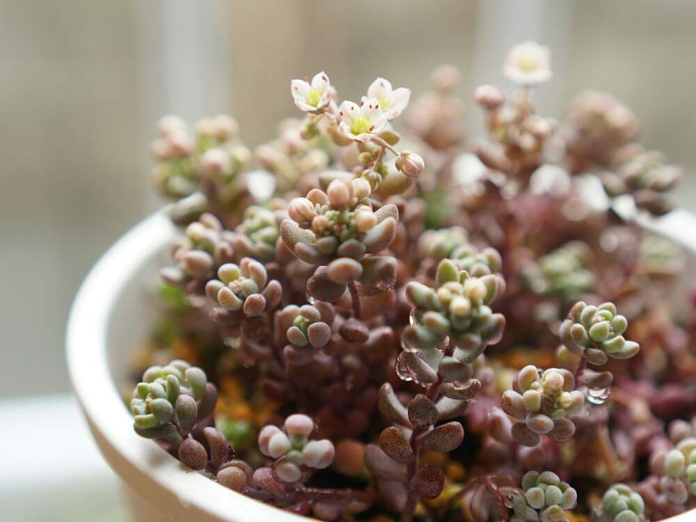 パープルヘイズの投稿画像 By ちー さん 多肉植物と多肉植物のある暮らしとおうち園芸と多肉女子とタニラーとタニ活 月6月14日 Greensnap グリーンスナップ