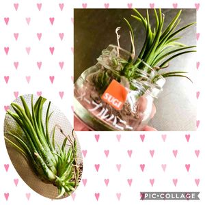 子株,チランジア属,エアプランツ　イオナンタ,杉養蜂園,チランジアKの画像