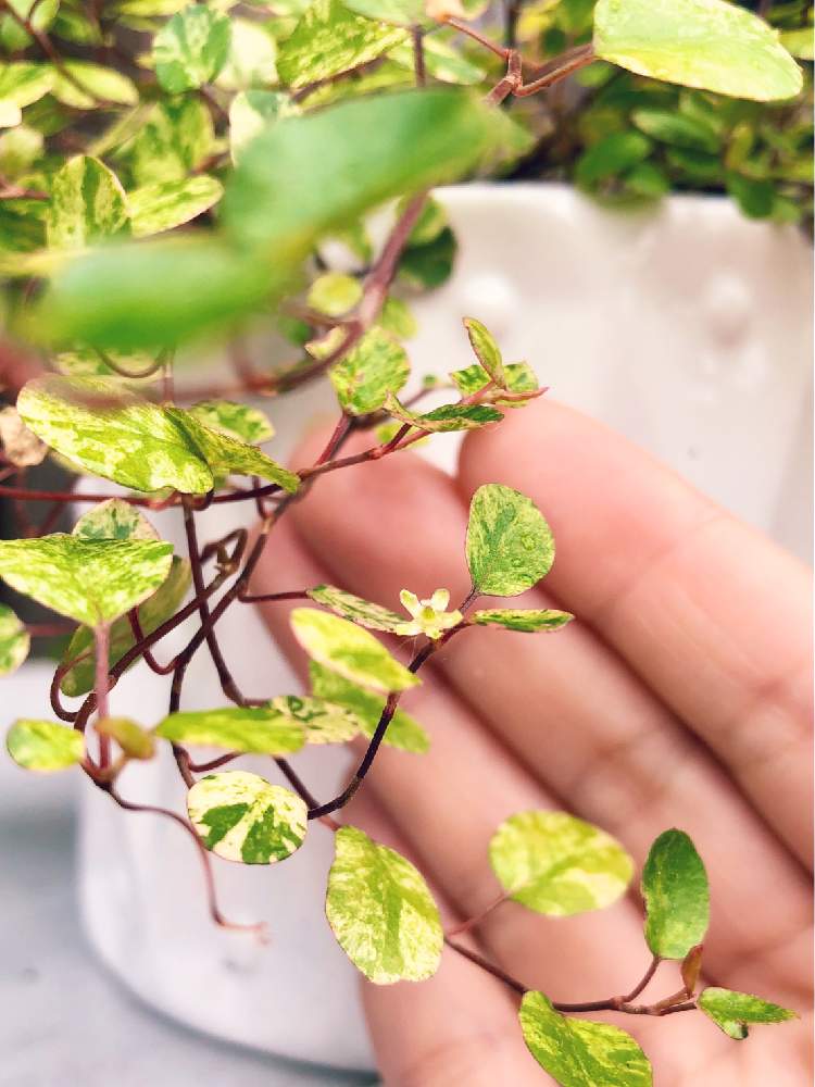 ワイヤープランツ スポットライトの投稿画像 By けいみーさん グリーンのある暮らしと初めての花 と葉っぱズと緑のある暮らしと地味ーず と葉影と葉影好きと葉っぱ好き 月6月14日 Greensnap グリーンスナップ