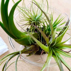 キャンドゥ,チランジア属,チランジアK,キッチンの画像