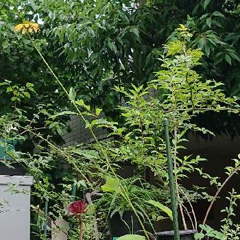 紫馬簾菊の画像 by raizouさん | 紫馬簾菊とエキナセアとコムラサキとモッコウバラとエキナセア鉢栽培とエキナセア鉢栽培Ｙ