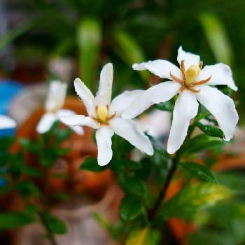 クチナシの挿し木の投稿画像一覧 Greensnap グリーンスナップ