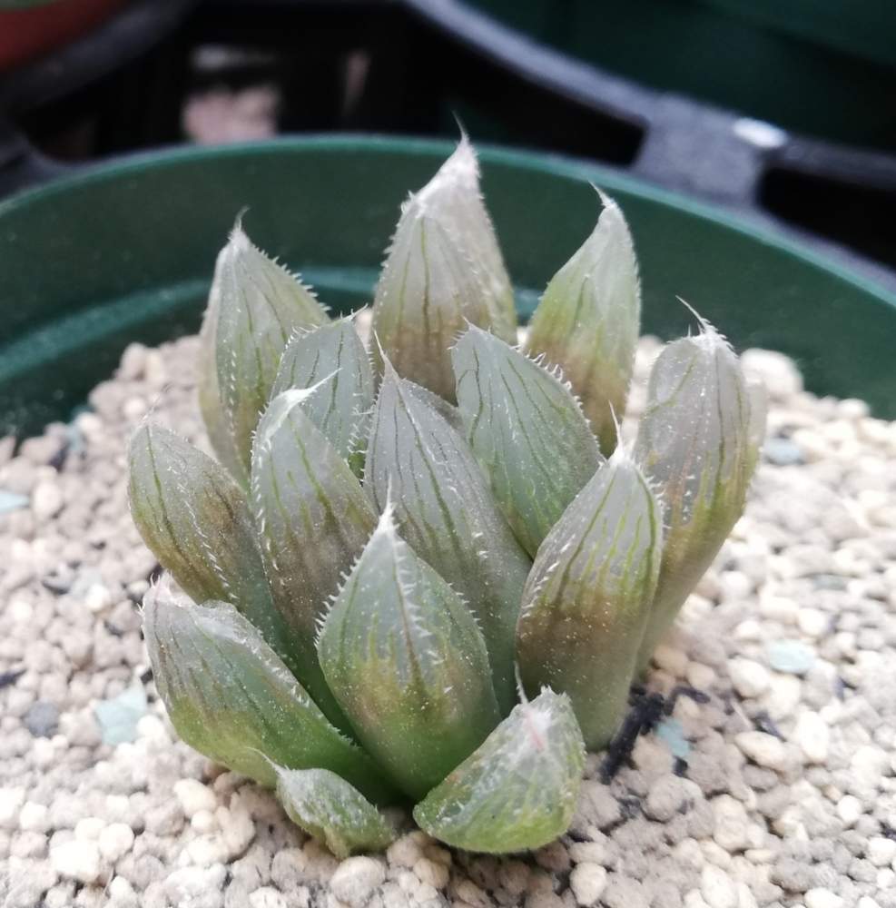 多肉植物の投稿画像 By マカロニさん 大切に育てたい とおうち園芸と花のある暮らしともう蒸らさないと多肉初心者とマカロニのベネッサと花も多肉も好き 月6月14日 Greensnap グリーンスナップ