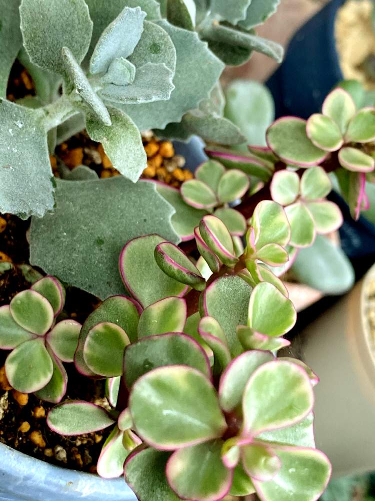 多肉植物の投稿画像 By ピーチさん ポーチュラカリア アフラと多肉ちゃんとカランコエ属 ミロッティとおうち園芸 月6月14日 Greensnap グリーンスナップ