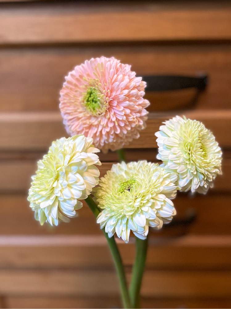 ガーベラ テラヒマリアの投稿画像 By Watacoさん ガーベラ テラカリストと花のある暮らし 月6月14日 Greensnap グリーンスナップ