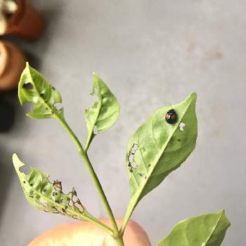 ヘリグロテントウノミハムシの投稿画像一覧 Greensnap グリーンスナップ