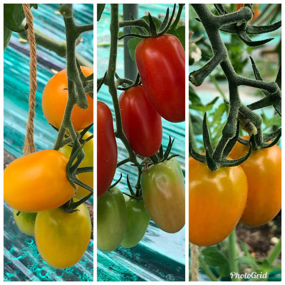 畑の投稿画像 By ウマさんさん 家庭菜園とトマト アイコとイエロー アイコとアイコ オレンジ と ミニトマトと家庭菜園とトマト アイコとイエロー アイコとアイコ オレンジ と ミニトマト 月6月14日 Greensnap グリーンスナップ Greensnap グリーン