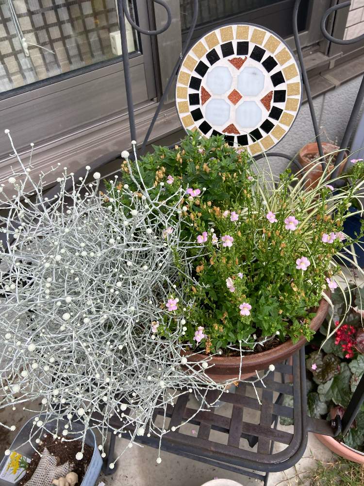ネメシアの投稿画像 By Yuriさん カロケファルス プラチーナと寄せ植えとおうち園芸と我が家の花壇と鉢植えとガーデニングと花のある暮らしと花 が好きと寄せ植えとおうち園芸と我が家の花壇と鉢植えとガーデニングと花のある暮らしと花が好き 月6月14日