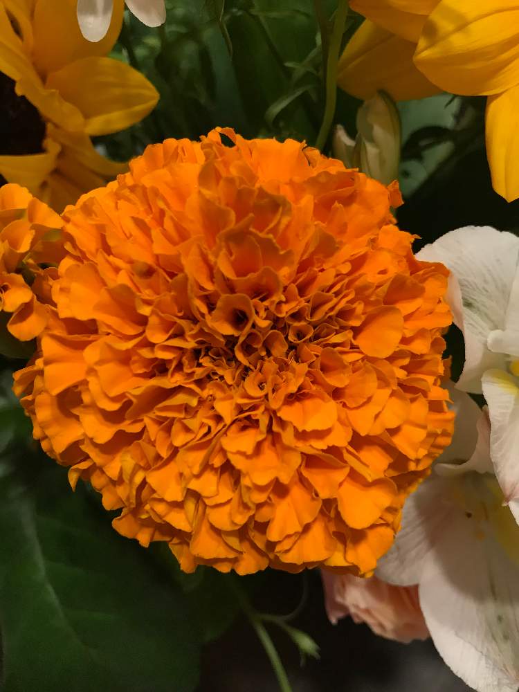 マリーゴールドの投稿画像 By ちゃるさん 月6月14日 Greensnap グリーンスナップ