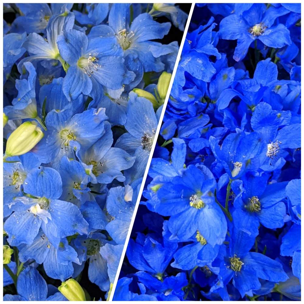 水色の花の投稿画像 By 木染 奎さん 青い花と職場と デルフィニウムとりょうかとプラチナブルー 月6月14日 Greensnap グリーンスナップ