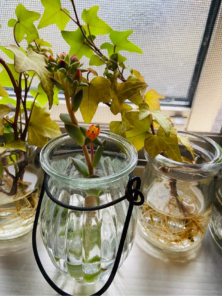 アイビー ヘデラ の投稿画像 By Smileさん ファンクィーンのお花と多肉植物と多肉女子とおうち園芸 月6月14日 Greensnap グリーンスナップ