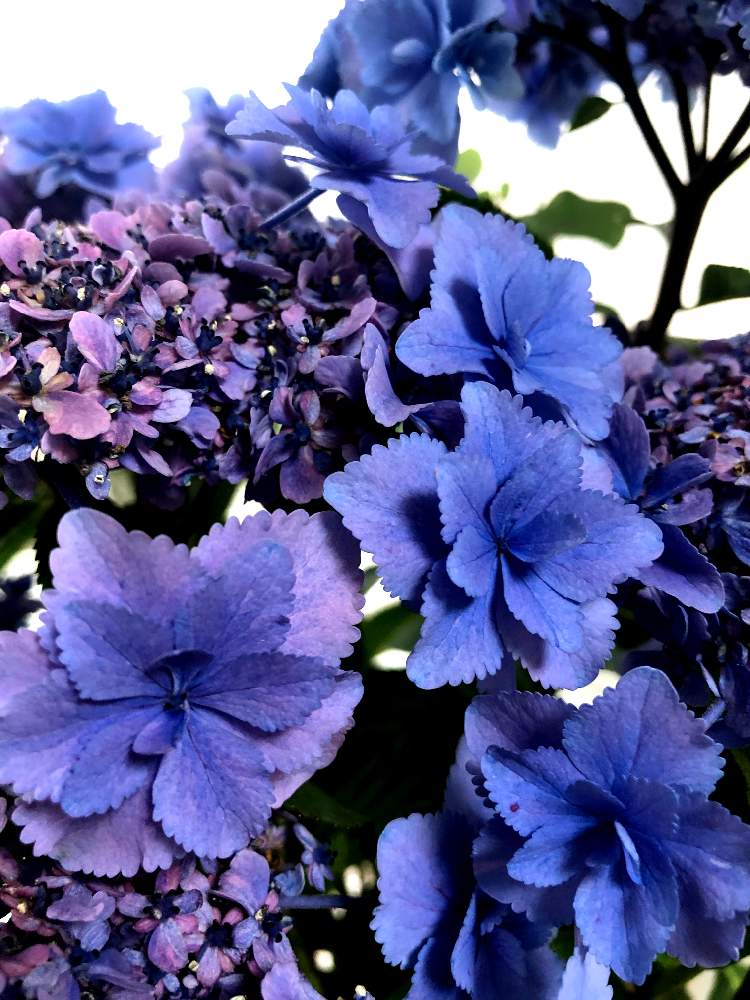 紫陽花 深海の色の投稿画像 By Scentedgardenさん 紫陽花の花と窓辺の植物たちと紫陽花が好き と深海の色とおうち園芸と紫陽花 アジサイ あじさいとリフレッシュして 元気になる 花飾りフォトコンテストとアジサイ 紫陽花と鉢植えと鉢植えアジサイと加茂セレクション