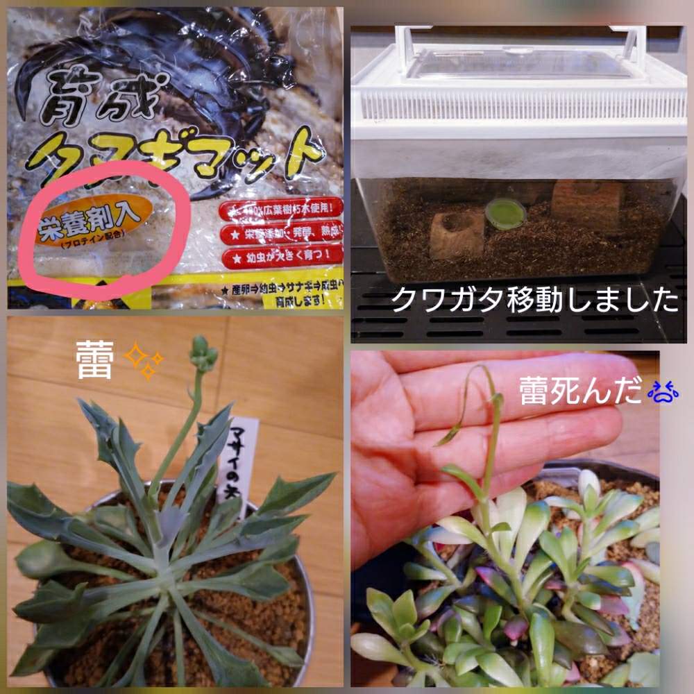 吹雪の松の投稿画像 By とよっちさん マサイの矢尻と窓辺と蕾 とおうち園芸とスリッパにクワガタ とプロテインの土と蕾 とおうち園芸とスリッパにクワガタ とプロテインの土 月6月14日 Greensnap グリーンスナップ Greensnap グリーンスナップ