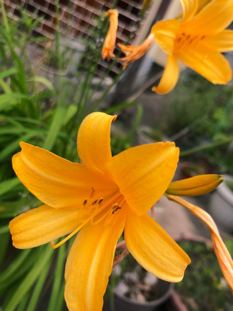 ニッコウキスゲ ユリ科 の投稿画像 By Mizukiさん 月6月14日 Greensnap グリーンスナップ