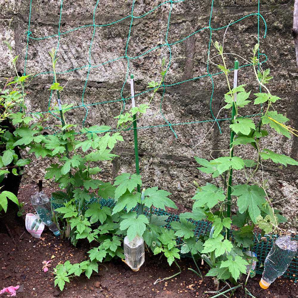 初めてのゴーヤ Greensnap グリーンスナップ