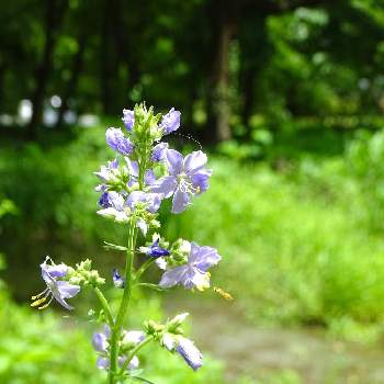 阿蘇の山野草の投稿画像一覧 Greensnap グリーンスナップ 阿蘇の山野草の投稿画像一覧 Greensnap グリーンスナップ