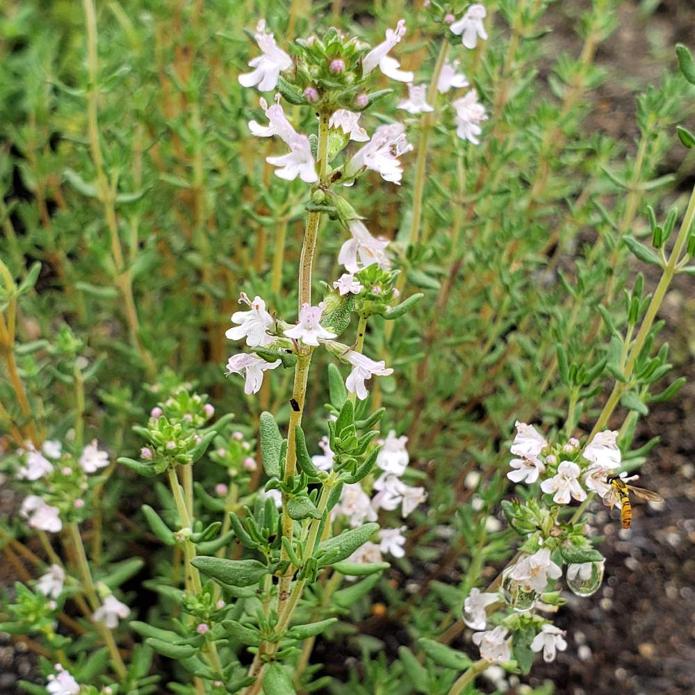 コモンタイムの投稿画像 By キキさん ハーブとハーブガーデンとおうちdeハーブ 月6月14日 Greensnap グリーンスナップ