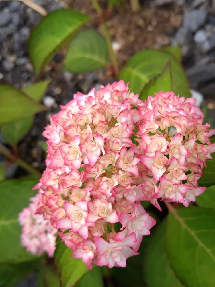 小さな庭の投稿画像 By はるさん ピンクの花と紫陽花 恋物語とチーム岐阜と紫陽花 アジサイ あじさいと小さな庭からと花のある暮らしとピンクの花と紫陽花 恋物語とチーム岐阜と紫陽花 アジサイ あじさいと小さな庭からと花のある暮らし 月6月14日 Greensnap