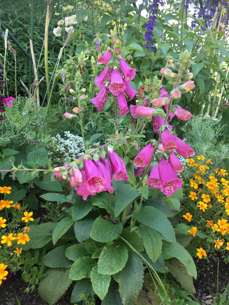 ジギタリスの投稿画像 By なおちんさん 月6月14日 Greensnap グリーンスナップ