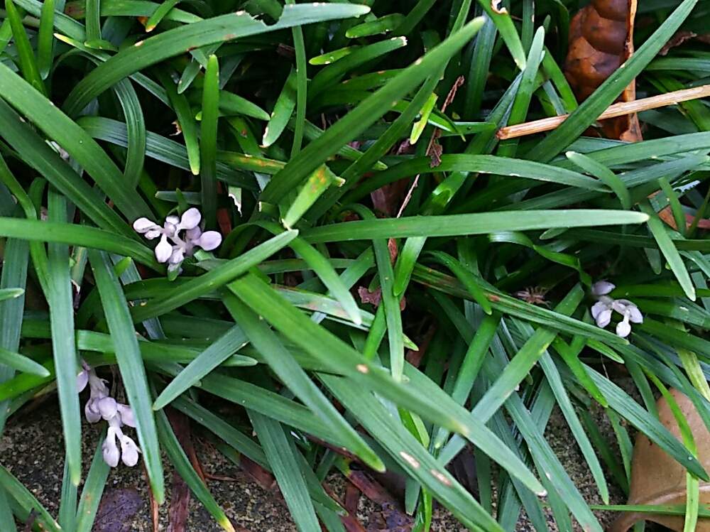 リュウノヒゲの投稿画像 By ツル植物だらけの庭さん 花のある暮らしと常緑とグランドカバープランツ 月6月14日 Greensnap グリーンスナップ