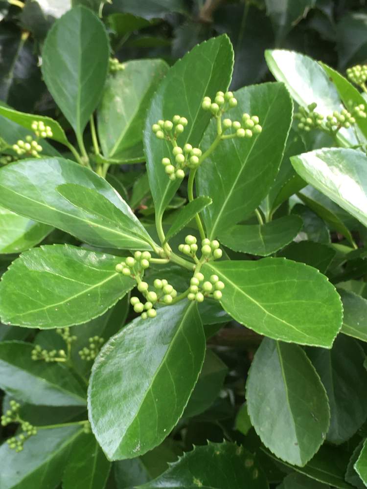 マサキの投稿画像 By れもんソーダさん 常緑低木とニシキギ科とニシキギ属と公園の木と常緑低木とニシキギ科とニシキギ属と公園の木 月6月14日 Greensnap グリーンスナップ Greensnap グリーンスナップ