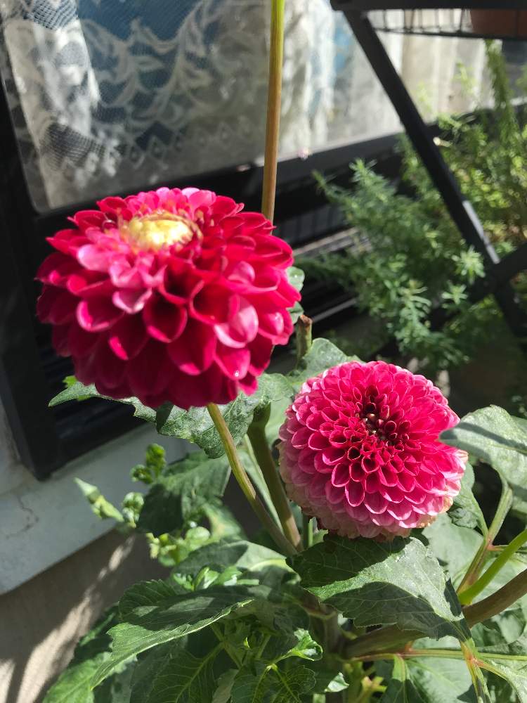 開花 ダリアを球根から育てる Greensnap グリーンスナップ