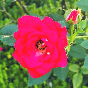 路上園芸の画像 by nyamo yamaさん | お出かけ先と赤い薔薇とかわいい花と路上園芸